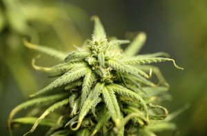 GreenWay Connecticut Cannabis Use Not Associated with Lower IQ